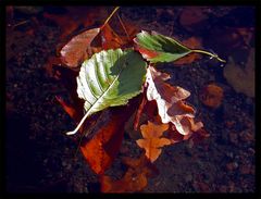 Herbstfarben XIII