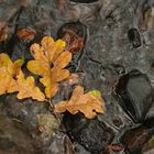 Herbstfarben_02