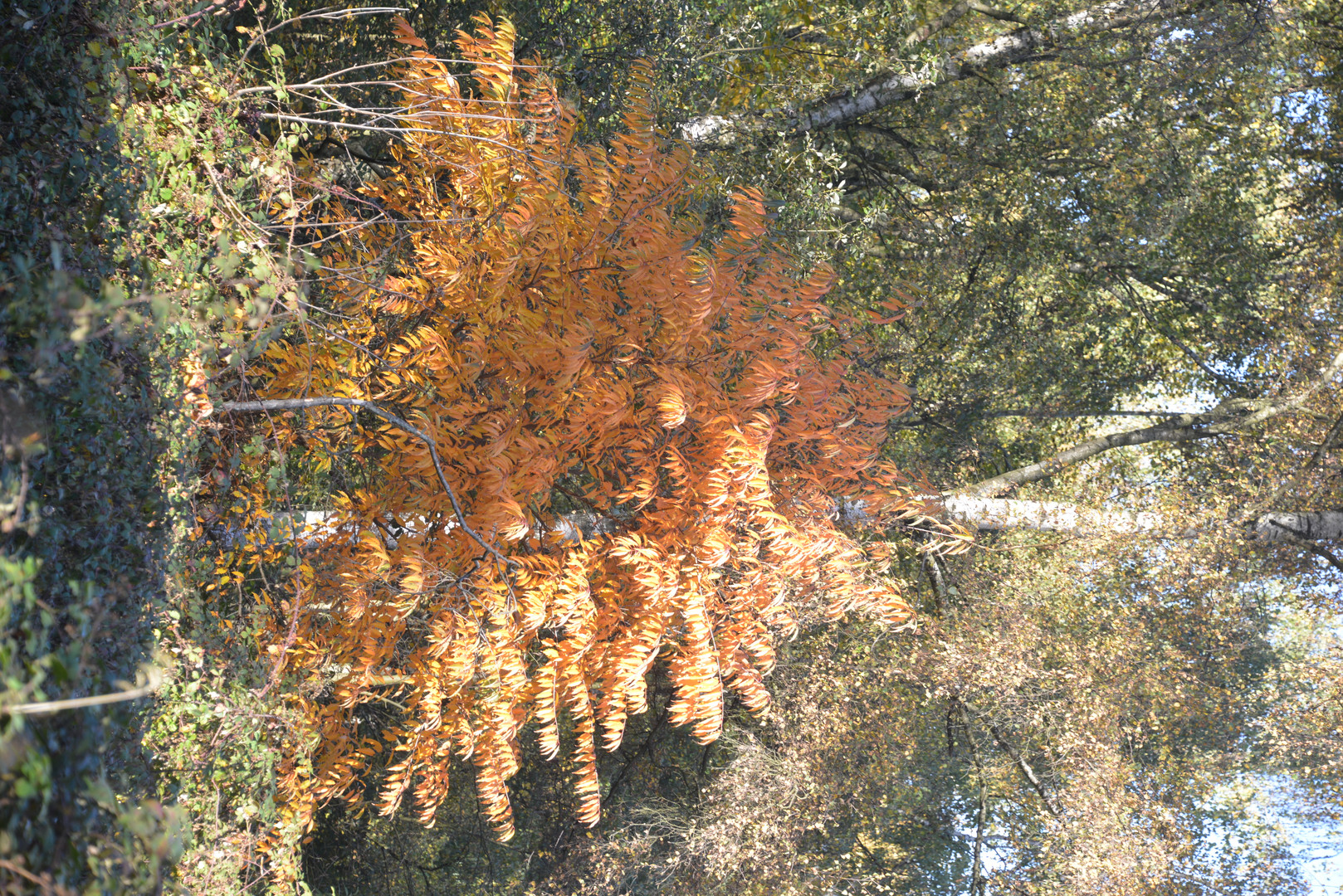 Herbstfarben_2
