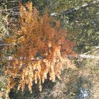 Herbstfarben_2