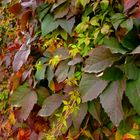 Herbstfarben_2