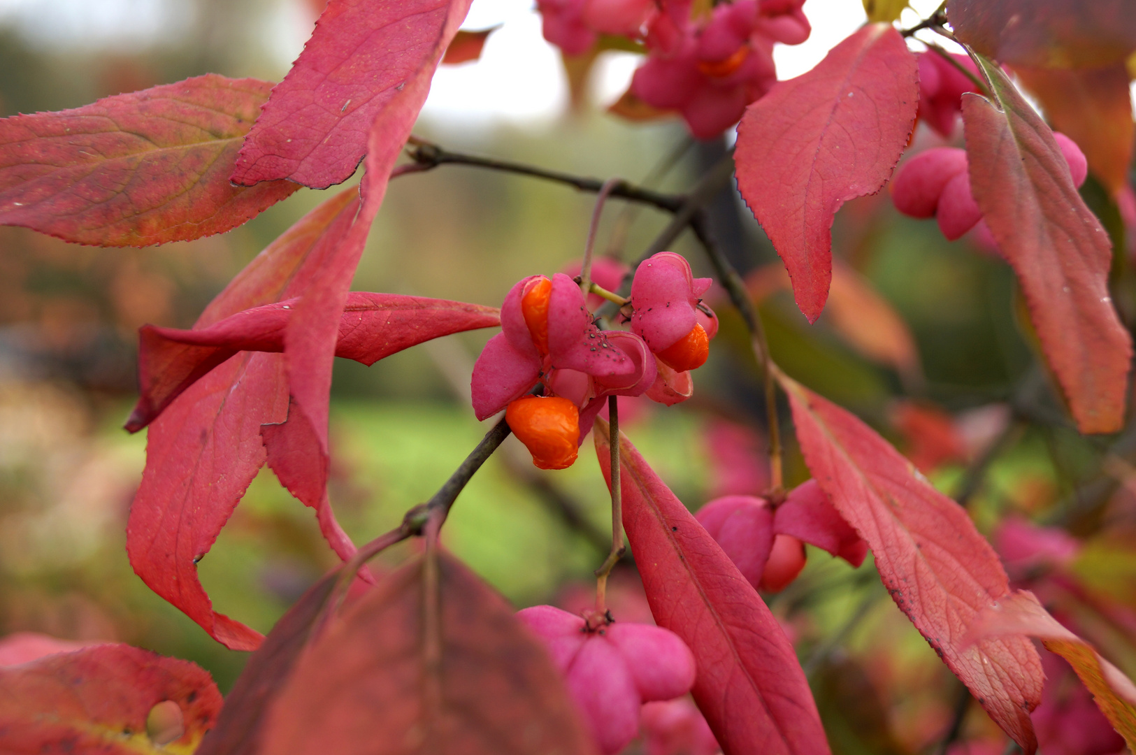 Herbstfarben2