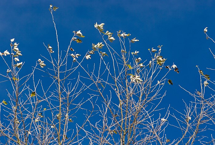 Herbstfarben_3