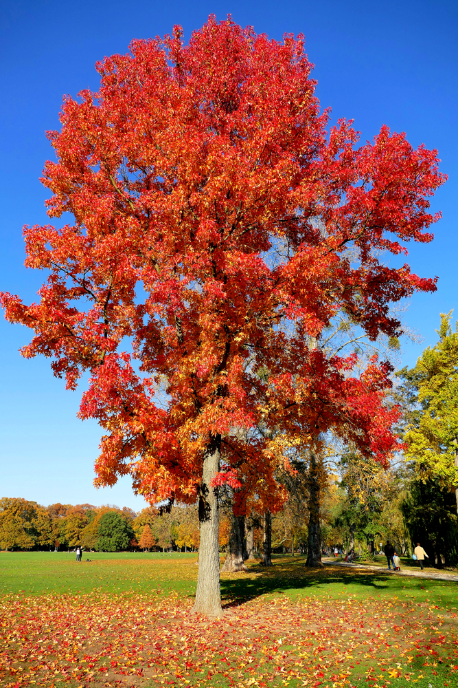 ...Herbstfarben...3