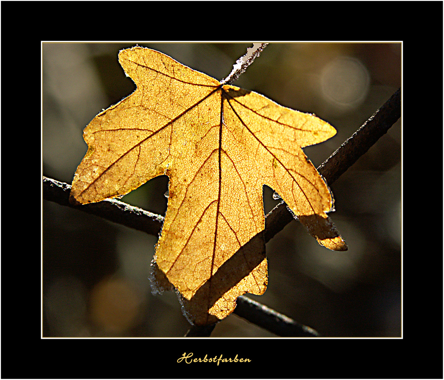 Herbstfarben5