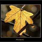 Herbstfarben5