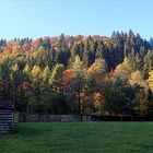 Herbstfarben...auch der Schwarzwald kann bunt sein...