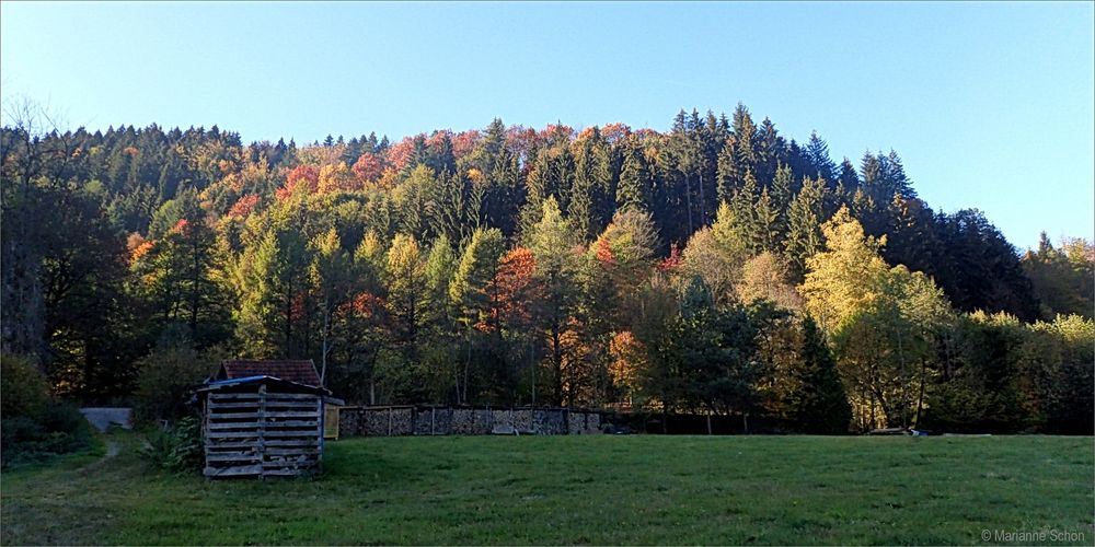 Herbstfarben...auch der Schwarzwald kann bunt sein...