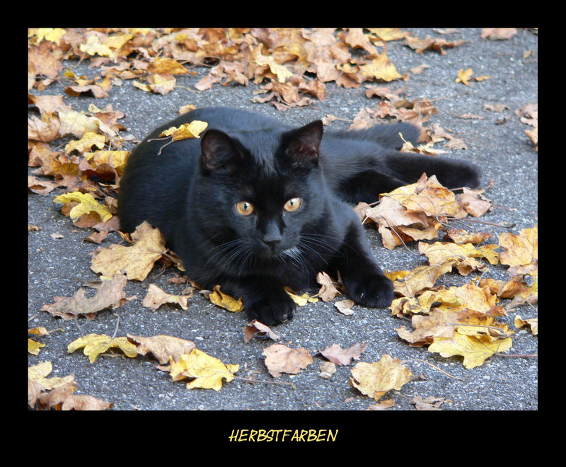 Herbstfarbene Augen