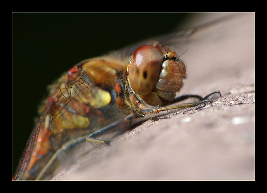 herbstfarbene Libelle ;-)