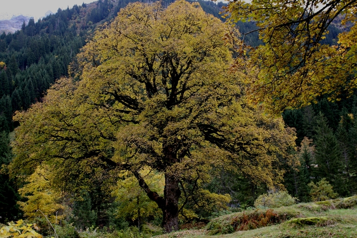 Herbstfarbener Bergahorn (Acer pseudoplatanus)