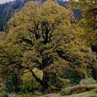 Herbstfarbener Bergahorn (Acer pseudoplatanus)