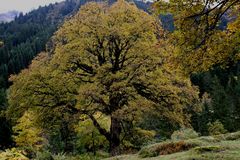 Herbstfarbener Bergahorn (Acer pseudoplatanus)