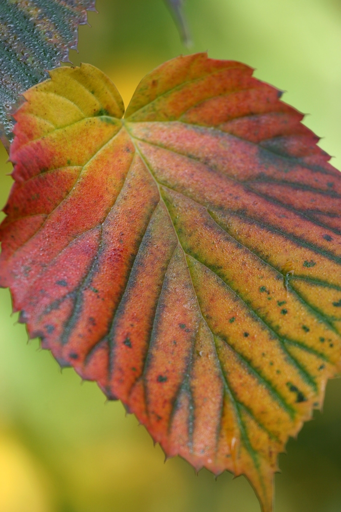 Herbstfarbenes Buchenblatt