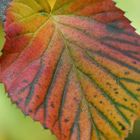 Herbstfarbenes Buchenblatt