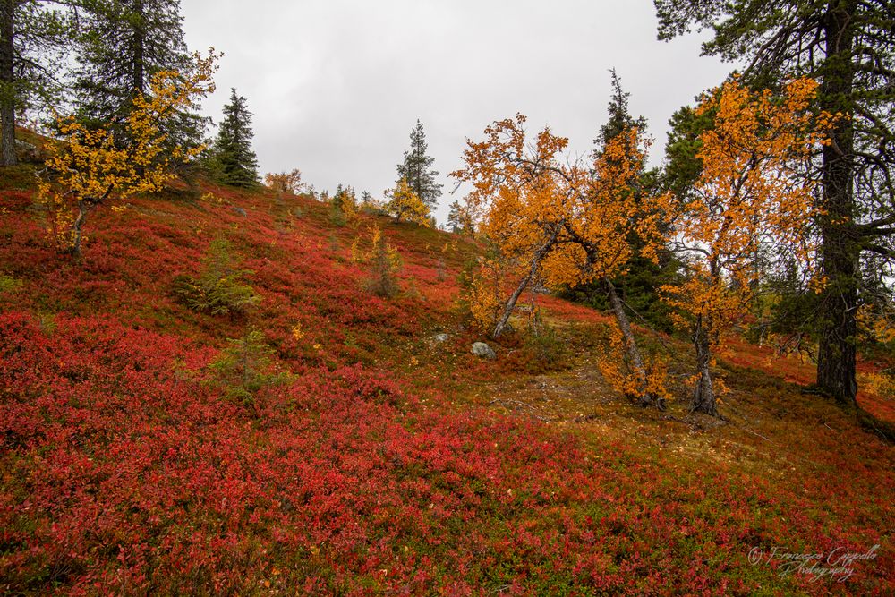 Herbstfarbenexplosion