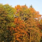 Herbstfarbenfeuerwerk 