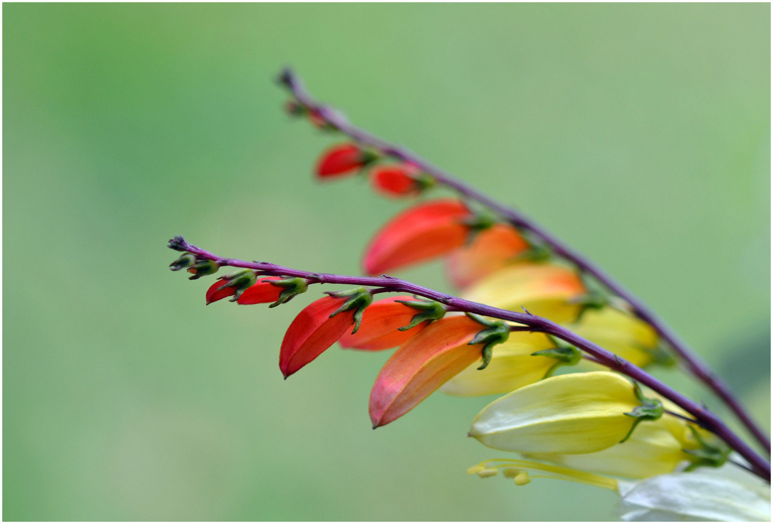 Herbstfarbenflash