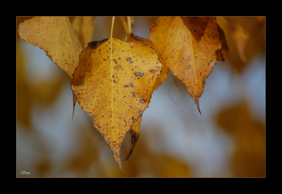 Herbstfarben..Herbststimmung..Herbstgedanken...Herbst.......