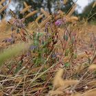 herbstfarbenkleckse