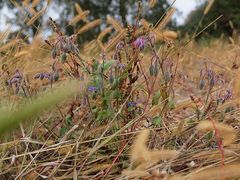 herbstfarbenkleckse