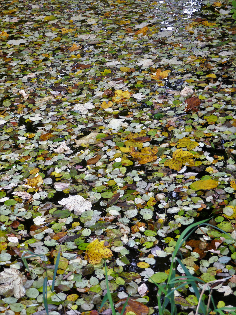 Herbstfarbenmosaik