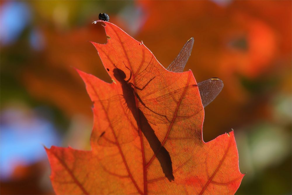 Herbstfarbenrausch