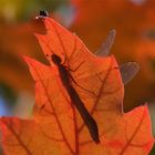 Herbstfarbenrausch