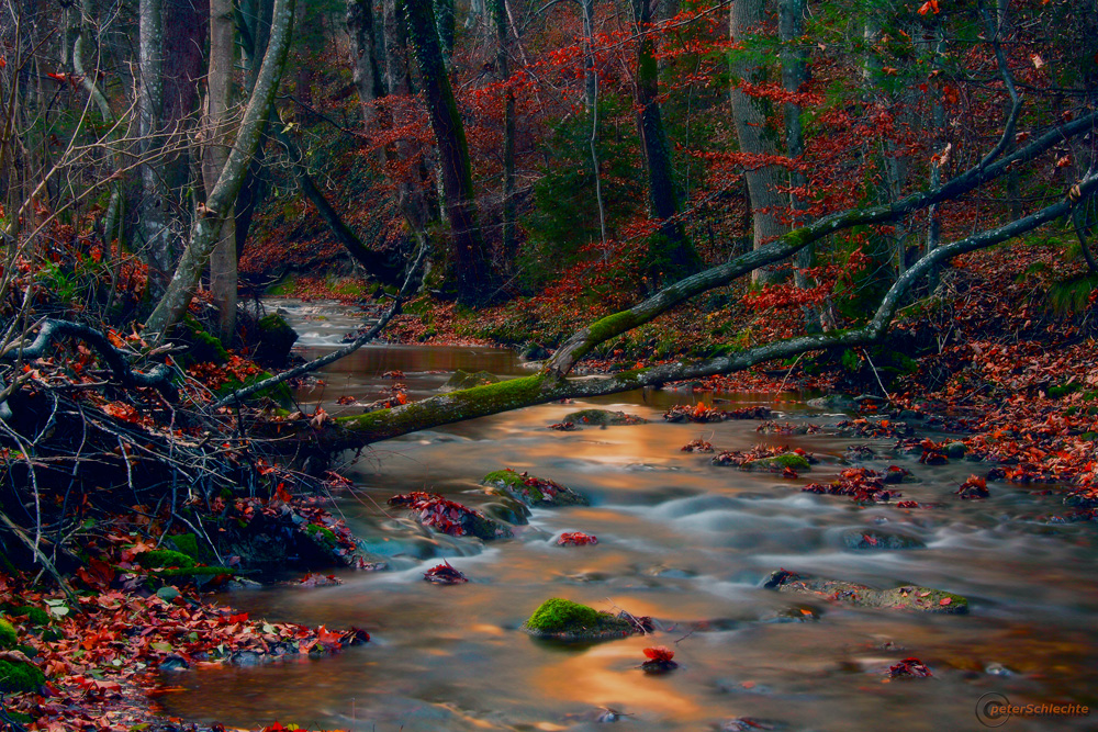 Herbstfarbenrausch