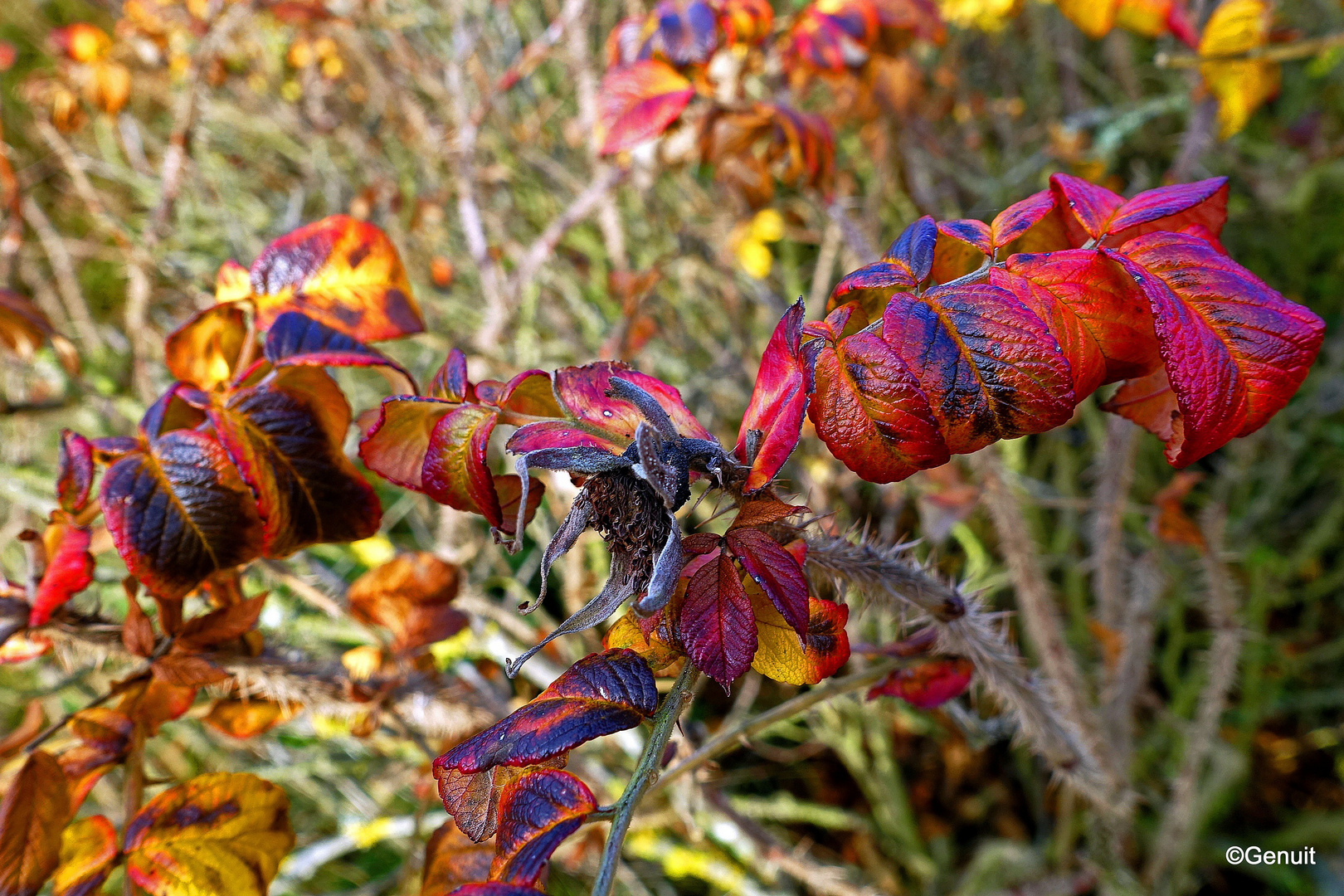 Herbstfarbenspiel