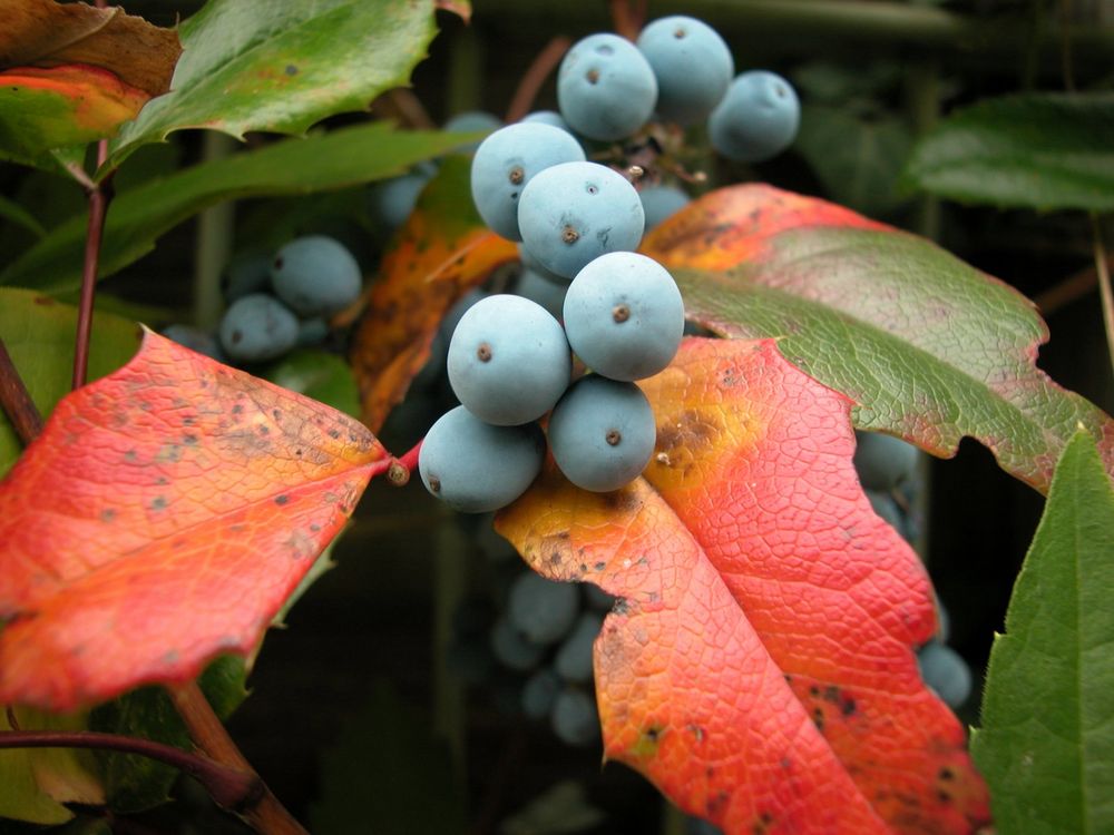 Herbstfarbenspiel