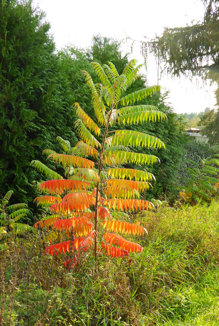 herbstfarbenspiel