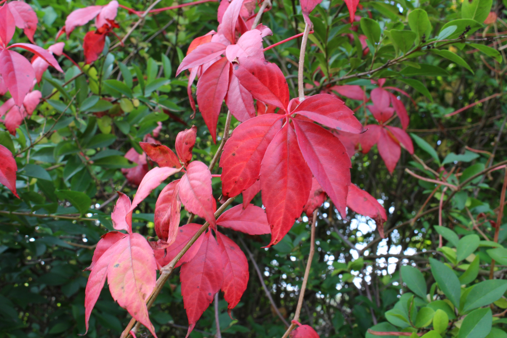 Herbstfarbenspiel