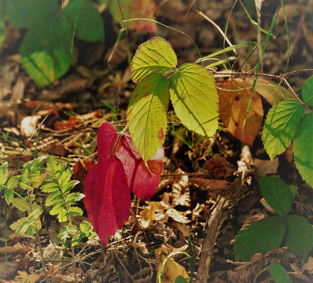 Herbstfarbenspiel