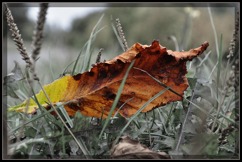 Herbstfarbenspiellaune