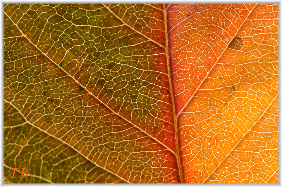 Herbstfarbenverlauf