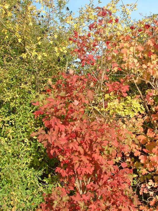 Herbstfarbenzauber