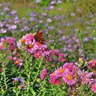 Herbstfarbenzauber