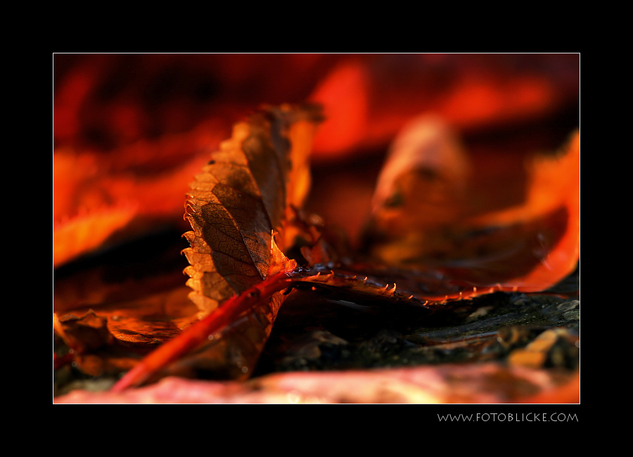 Herbstfarbenzeit