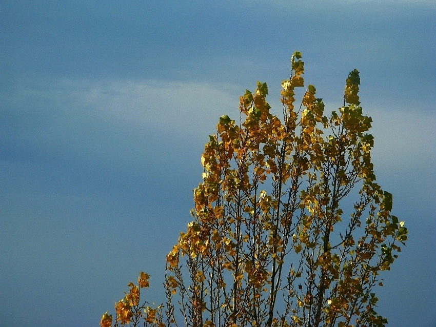 herbstfarbig ...