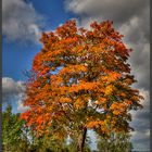 ... Herbstfarbrausch ...