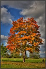 ... Herbstfarbrausch ...