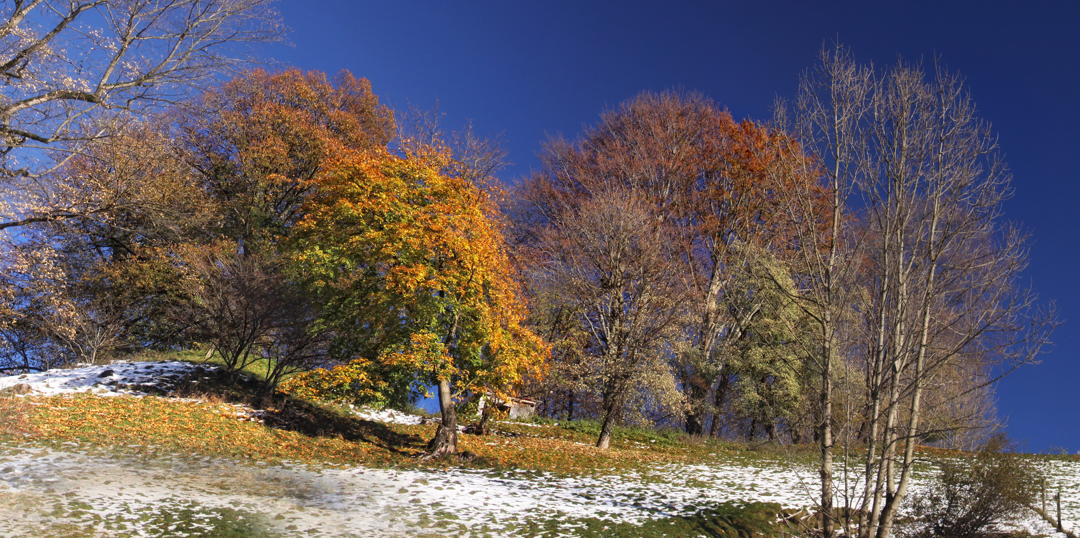 Herbstfarbreste