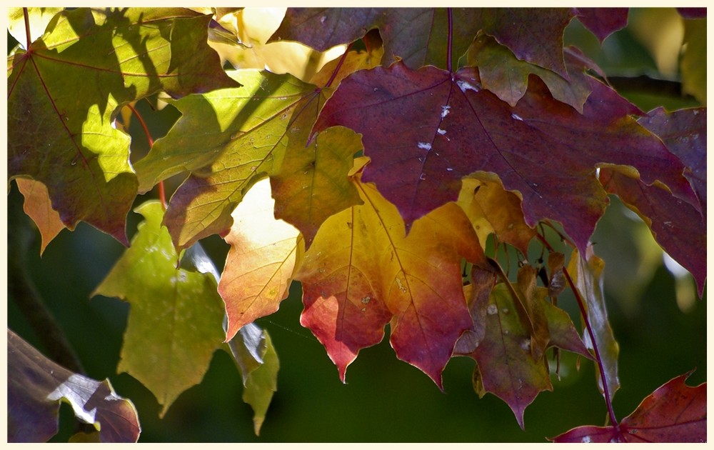 herbstfarbtöne