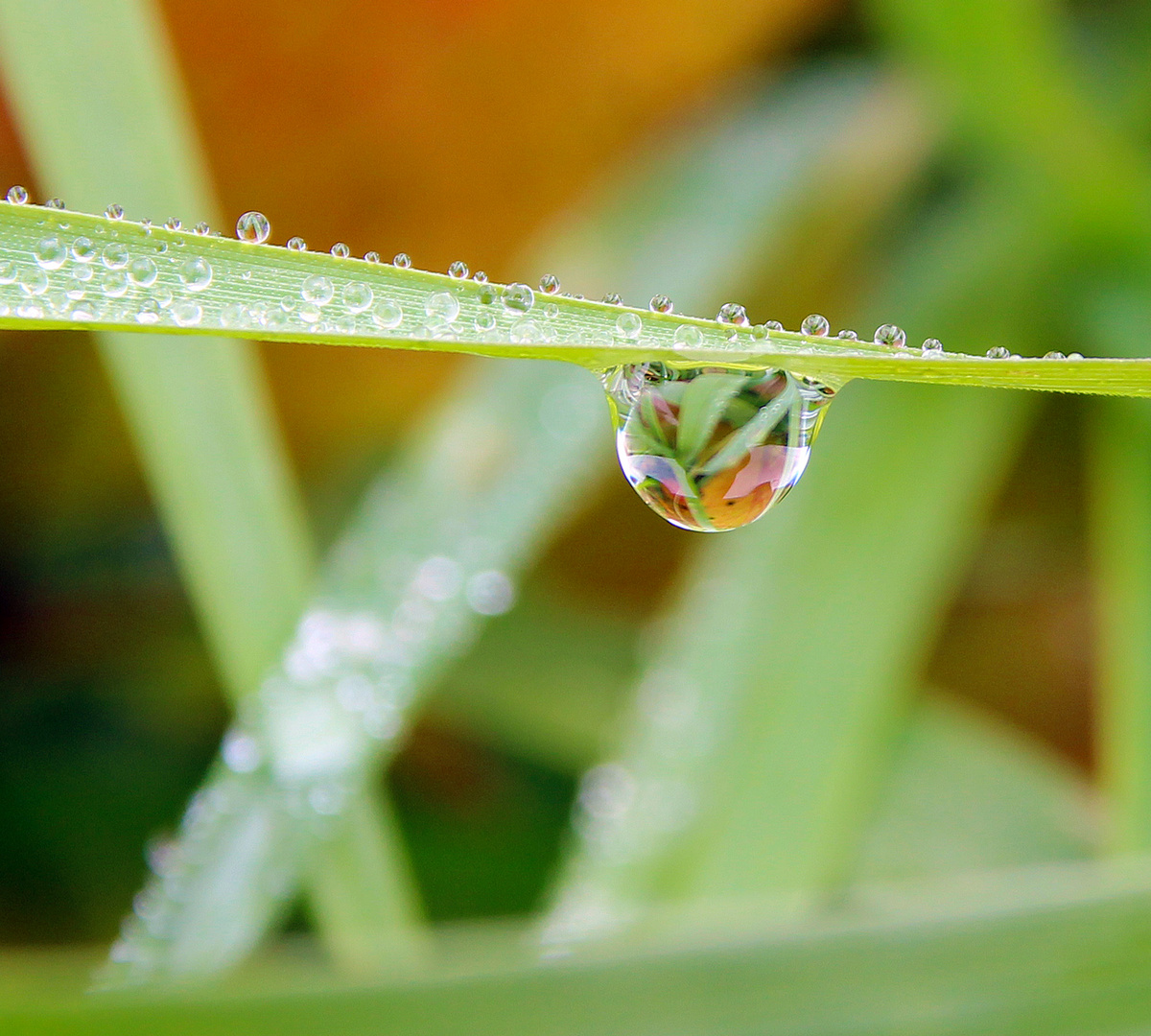 Herbstfarbtropfen