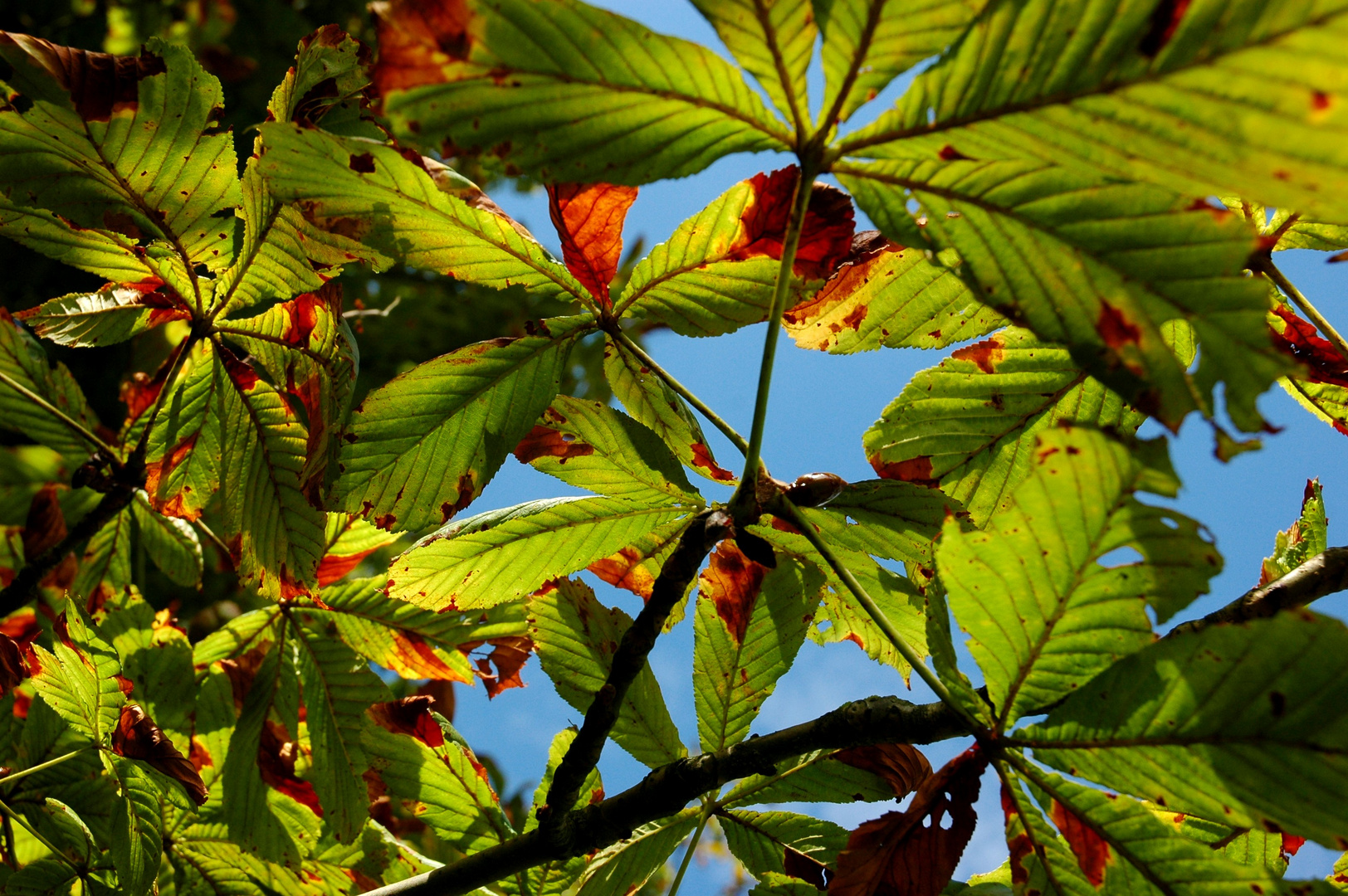 Herbstfarbverlauf