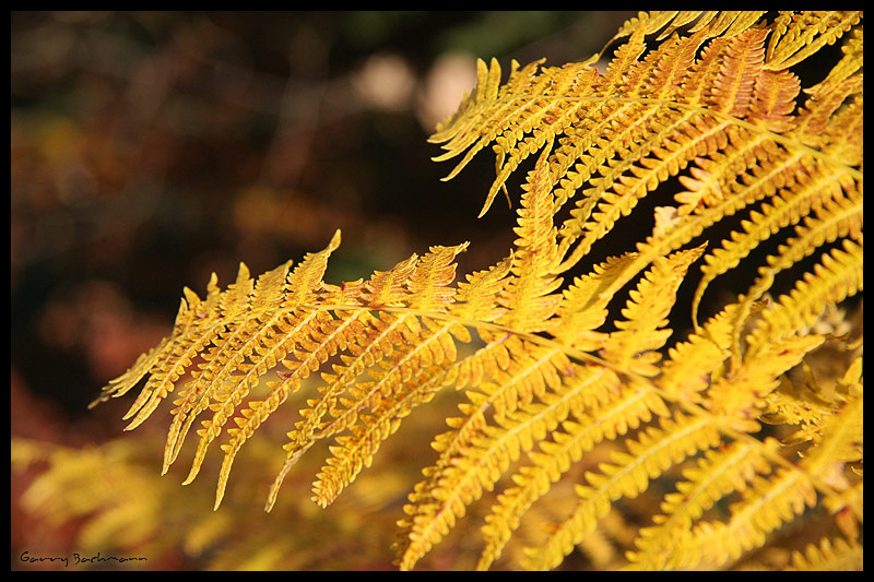 Herbstfarn