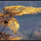 Herbstfarn