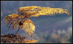 Herbstfarn