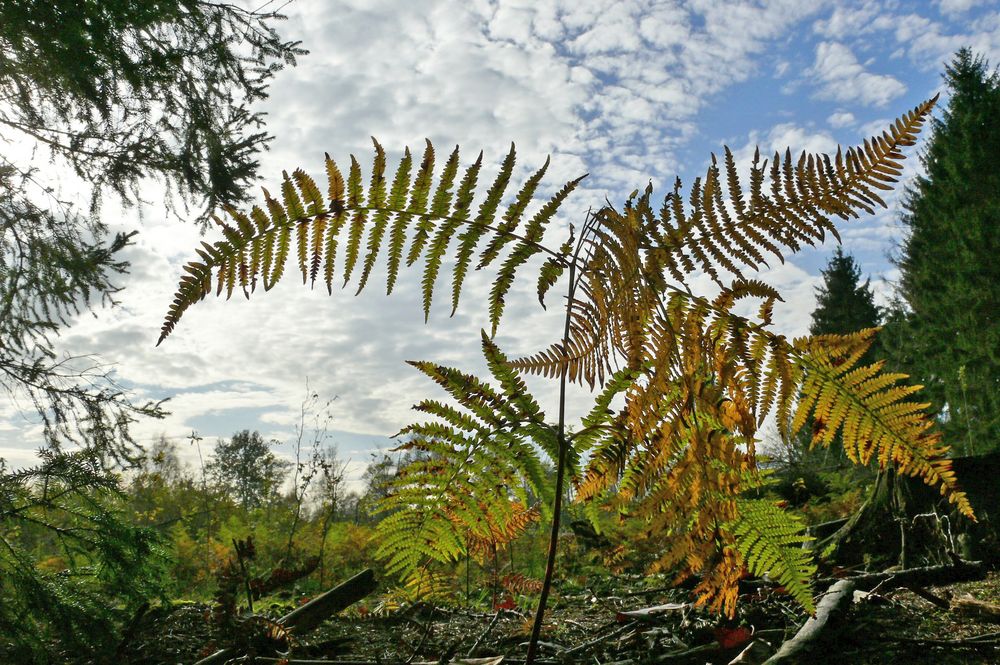 Herbstfarn